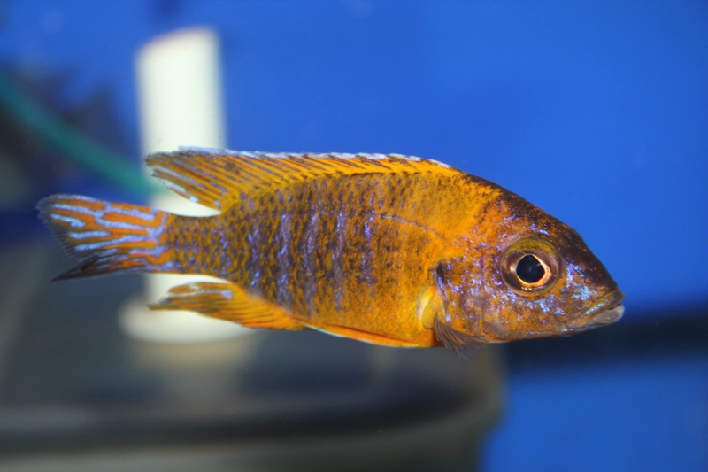 Aulonocara sp. 'stuartgranti maleri' Chipoka